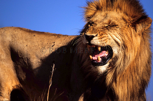 LionLewa_014