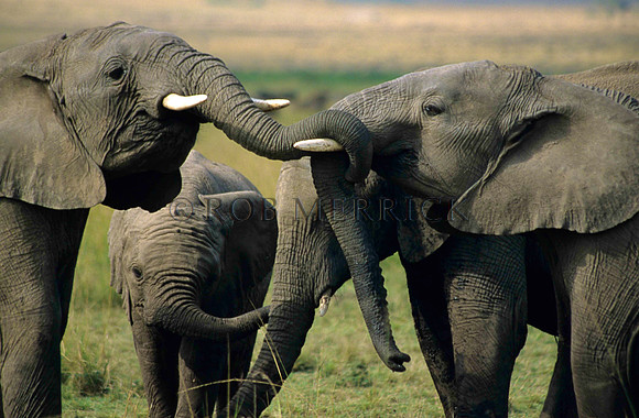 ElephantMara_003