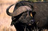 CapeBuffaloLewa_007