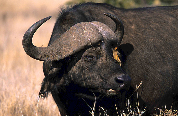CapeBuffaloLewa_007