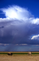 ElephantAmboseli_001