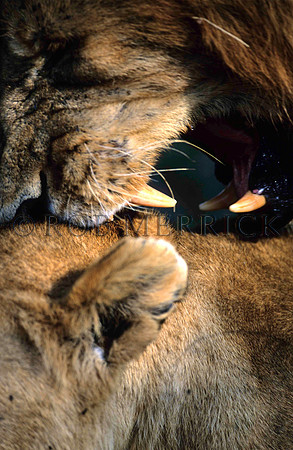 LionMara_018