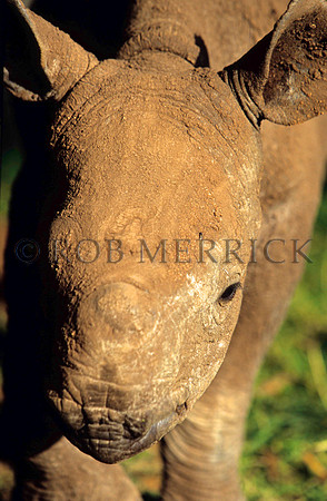BlackRhinoLewa_043