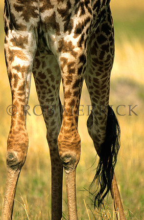 GiraffeLewa_022