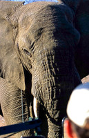 ElephantKrueger_001