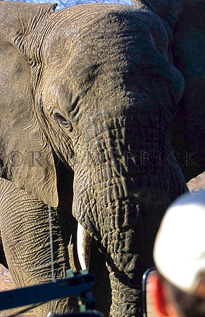 ElephantKrueger_001