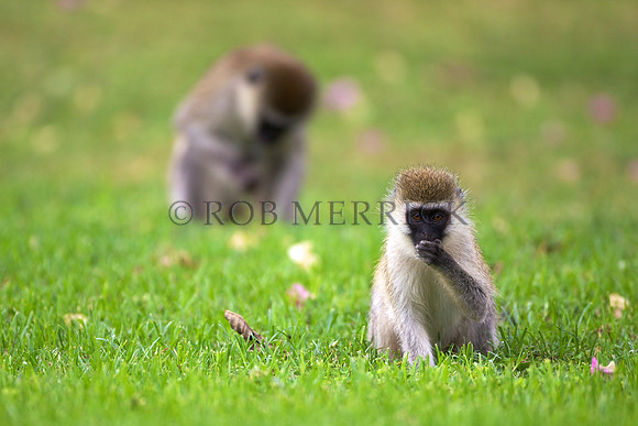 VervetMonkeyLewa_004