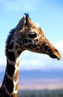 GiraffeLewa_007