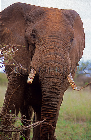 ElephantLewa_022