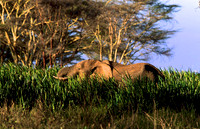ElephantLewa_002