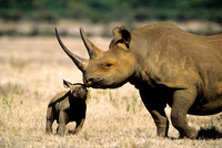 BlackRhinoLewa_001