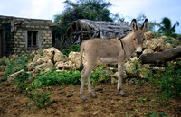 Lamu_002