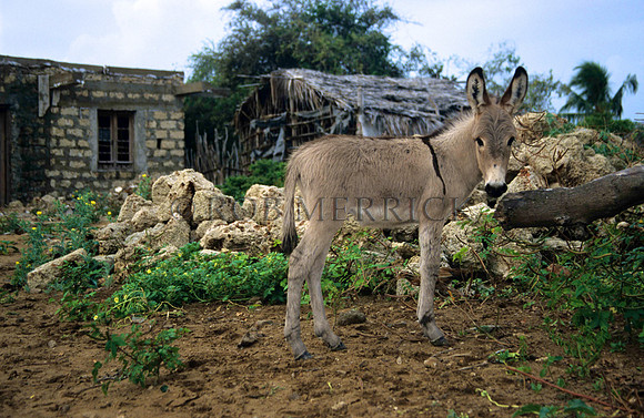 Lamu_002