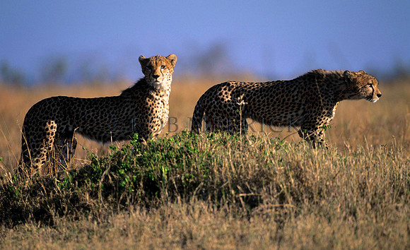 CheetahMara_009