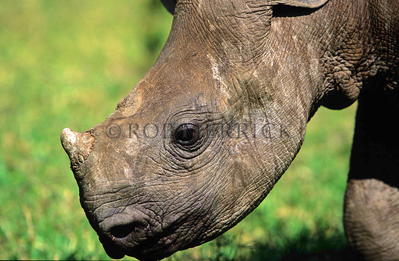 BlackRhinoLewa_020