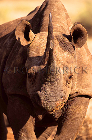 BlackRhinoLewa_030