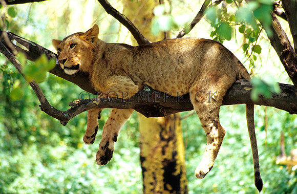 LionNakuru_001