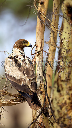 TawnyEagleMara_002