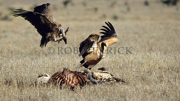 VultureLewa_001