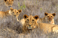 LionLewa_004
