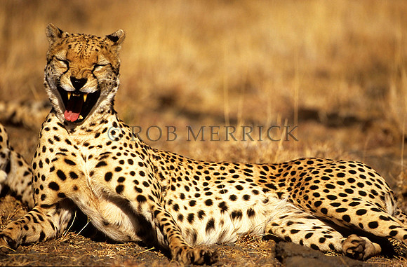 CheetahLewa_044