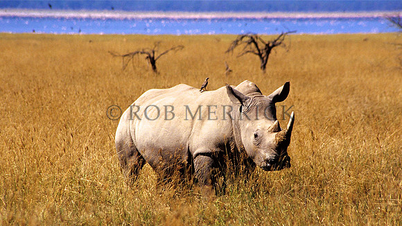 WhiteRhinoNakuru_001