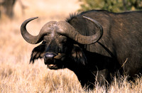 CapeBuffaloLewa_006