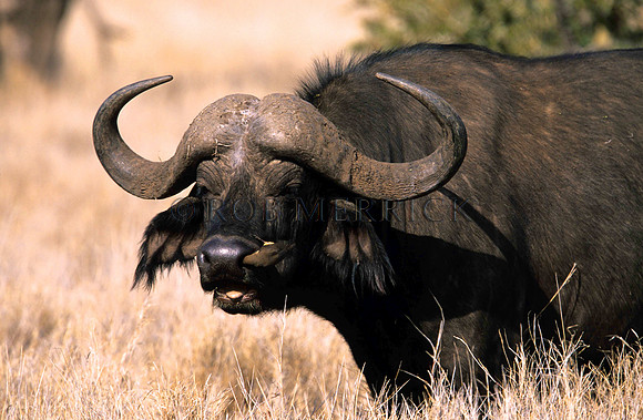 CapeBuffaloLewa_006