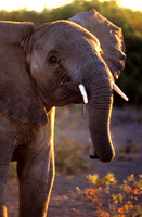 ElephantAmboseli_006