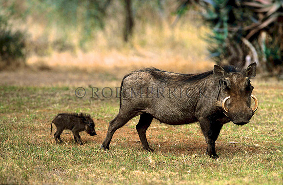 WarthogMara_003
