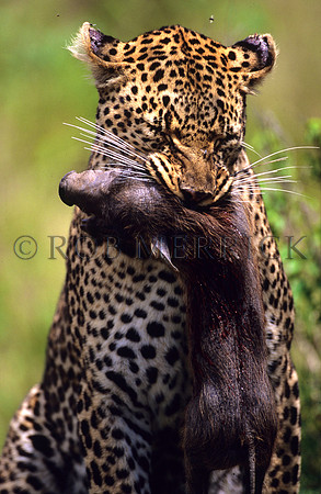 LeopardMara_010