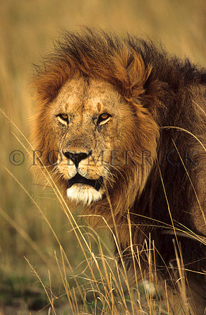 LionMara_024