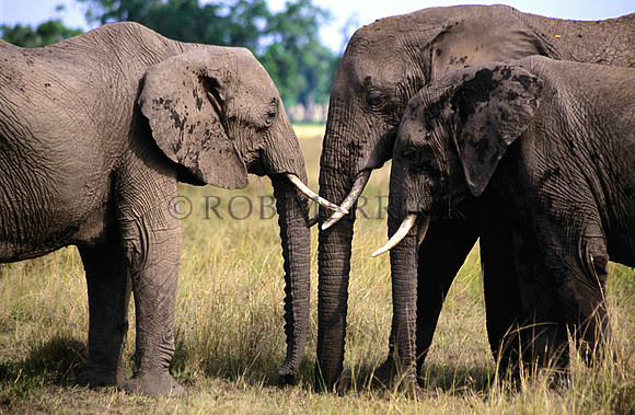 ElephantMara_002