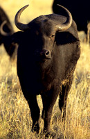 CapeBuffaloLewa_003