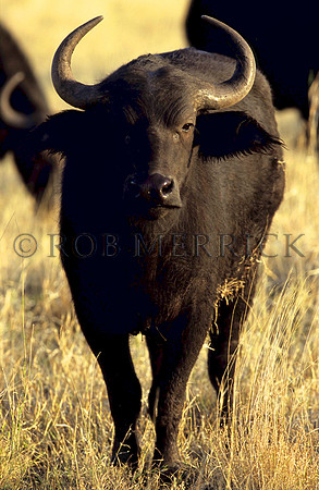 CapeBuffaloLewa_003
