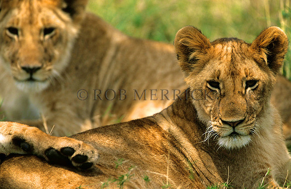 LionMara_016