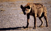 HyenaAmboseli_004
