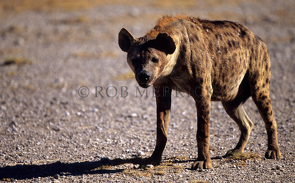 HyenaAmboseli_004