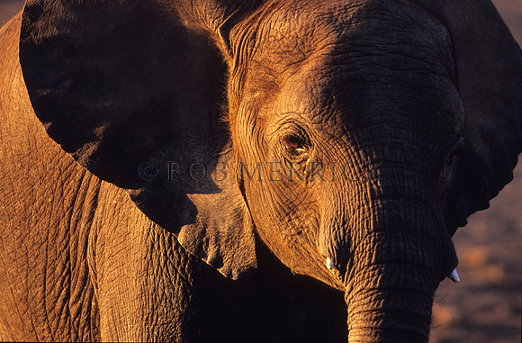 ElephantLewa_019