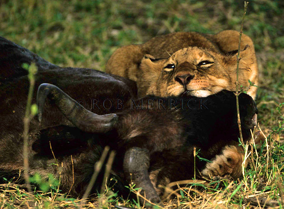LionMara_027