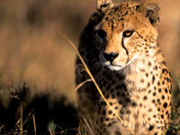 CheetahLewa_003