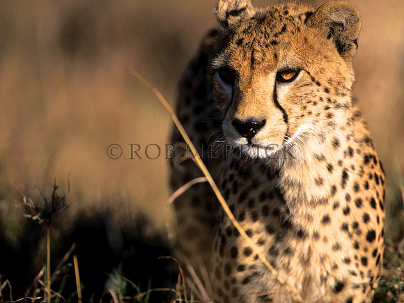 CheetahLewa_003