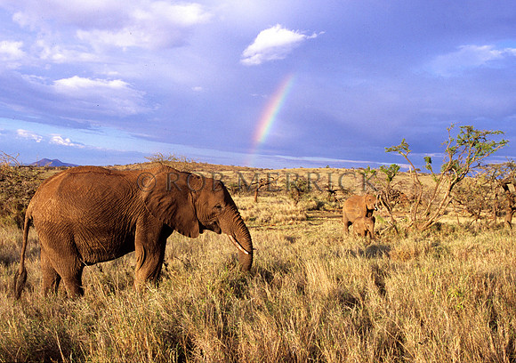 ElephantLewa_020