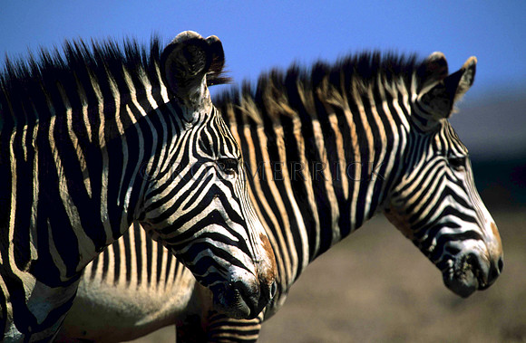 Grevy'sZebraLewa_011