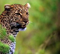 LeopardMara_007