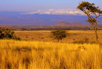 LionLewa_005