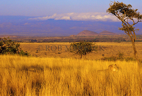 LionLewa_005
