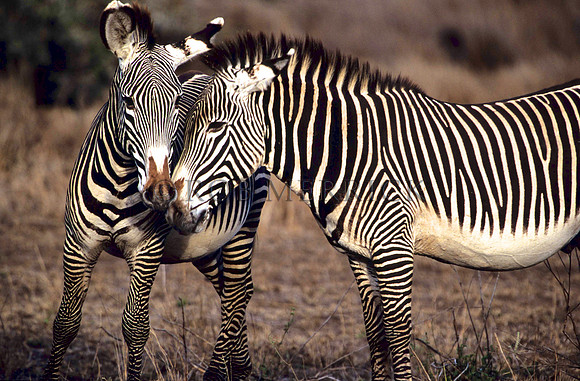 Grevy'sZebraLewa_015