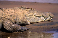 CrocSamburu_003