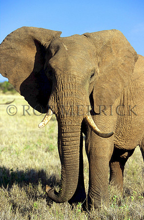 ElephantLewa_013
